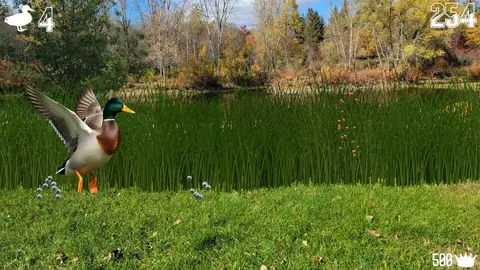 Captura de tela de Jump Duck (1 de 4)
