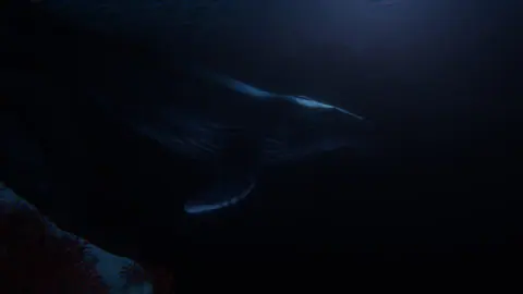 Captura de tela de Beyond Blue (3 de 4)